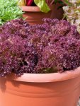 Lettuce Lolla Rossa Seed - 20 G Raw Seed