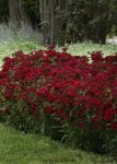 Dianthus Rocking Red Seed - 100 Pelleted Seed