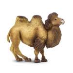 Bactrian Camel By
