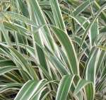 Dianella Variegata 4LT