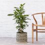 Natal Mahogany - 25CM In 30CM Zuzu Basket