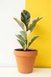 Rubber Plant - Ficus Elastica Robusta Tineke 20CM