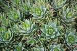 Aloe Perfoliata 9CM Pot