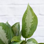 Chinese Evergreen - Pattaya Beauty - 25CM Nursery Pot