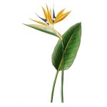 Strelitzia Art Print