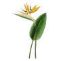 Strelitzia Art Print