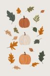 Pumpkins - Wall Art Print - A1