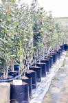 Syzygium Guineense 20LT