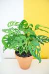 Swiss Cheese Plant - 15CM
