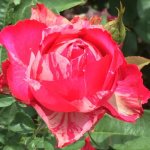 Rosa Roedean Hybrid Tea Rose 5LT