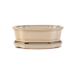 Assorted Glazed Bonsai Pots With Saucer 8" - Ivory Rectangle With Matching Saucer 21 X 17 X 7CM