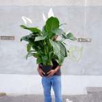 Peace Lily - Caledora - 16.5CM Nursery Pot