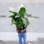 Peace Lily - Caledora - 16.5CM Nursery Pot