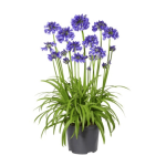 5X Agapanthus 4L