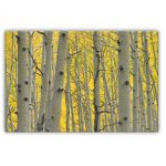 Birch Trees Art Photography Print Wall Canvas 2 1200 X 800