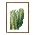 Billberry Cactus - A4