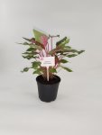 Caladium Bicolor ‘casey’ 14CM Pot
