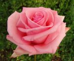 Esther Geldenhuys Hybrid Tea Rose 5LT