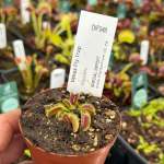 Venus Fly Trap 'kleopatra.' Special Import. - 2 Year Old Plant. 7.5CM Plastic Container.