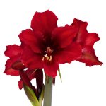 Amaryllis Sonata Single – “vesper” Bulbs