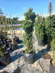 Jasminum Multipartitum 20LT Climber