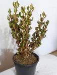 Coprosma Copper Shine 12CM Pot