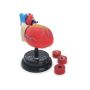 Stem Augmented Reality - Heart Cardiology Professional Model