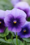 Viola Sorbet Beaconsfield Xp Seed - 500 Raw Seed