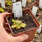 Venus Fly Trap 'galaxy.' Special Import. - 3 Years Or Older. 12CM Plastic Container.
