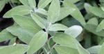 Sage 12CM Pot