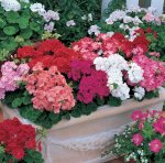 Geranium Multibloom Mix Seed - 5 Coated Seed