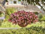 Begonia Hula Pink Seed - 100 Pelleted Seed