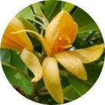 Champaca Absolute Oil - 50 Ml