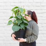 Heart Leaf Philodendron - Moss Pole - Short - In 25CM Nursery Pot