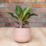 Chinese Evergreen - Pink Peacock - In Pink Poodle Planter