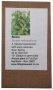 6 Degrees East Heirloom Herb Seeds - Stevia