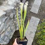 Trumpet Pitcher Sarracenia Leucophylla Var. Alba Hurricane Creek White - Small To Medium Plant. 7.5CM Plastic Container.