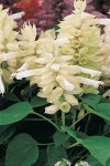 Salvia Vista White Seed - 5000 Raw Seed