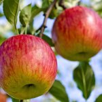 Fujifilm Fuji Apple Concentrate - 100ML