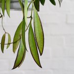 Hoya Wayetii - 14CM Hanging Nursery Pot