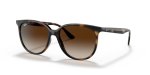 Ray-ban Havana- Brown Gradient