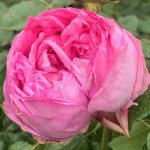 Pompadour Rose 5LT