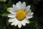 Chrysanthemum P dosum Pure White Seed - 2 G Raw Seed