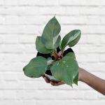 Philodendron - White Knight - 15CM Nursery Pot Reverted Plant