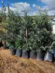 Leyland Cypress Tree 20LT