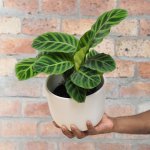 Calathea Zebrina - In 16CM White Emerson Pot