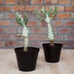 Ghost Cactus - 15CM Nursery Pot