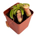 Tropical Pitcher Nepenthes 'captain Hook' - 5-9CM Leaf Span In 9CM Plastic Container