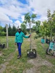 Fig White Genoa Tree 70LT