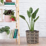 Bird Of Paradise - Strelitzia Reginae - In 25CM Queen Ilala Basket